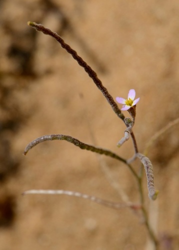 Maresia nana &copy; <a href="//commons.wikimedia.org/wiki/User:Gidip" title="User:Gidip">Gidip</a>