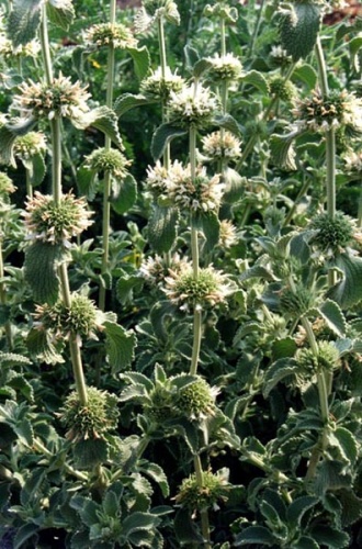 Marrubium incanum &copy; <a href="//commons.wikimedia.org/wiki/Ghislain118" class="mw-redirect" title="Ghislain118">Ghislain118 (AD)</a> <a rel="nofollow" class="external free" href="http://www.fleurs-des-montagnes.net">http://www.fleurs-des-montagnes.net</a>