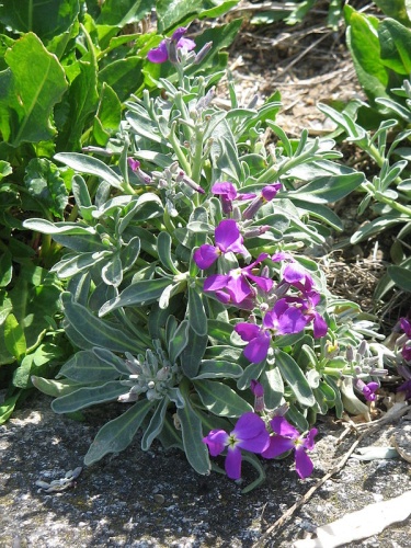 Matthiola incana &copy; <a href="//commons.wikimedia.org/wiki/User:Meneerke_bloem" title="User:Meneerke bloem">Meneerke bloem</a>