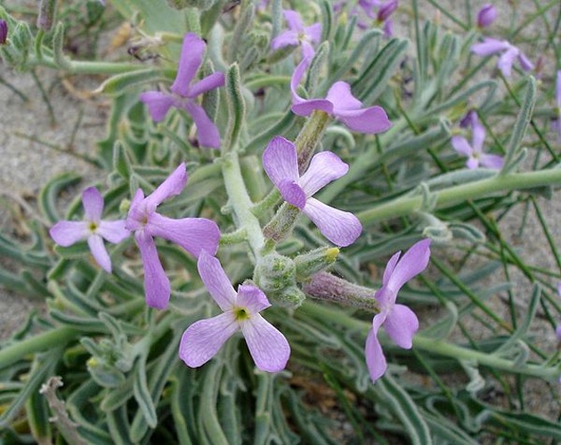 Matthiola sinuata © 