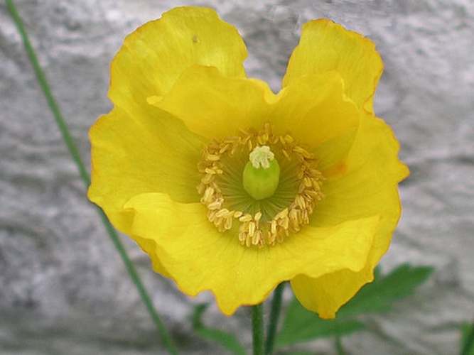 Meconopsis cambrica © No machine-readable author provided. <a href="//commons.wikimedia.org/wiki/User:Velela" title="User:Velela">Velela</a> assumed (based on copyright claims).