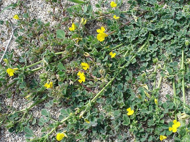 Medicago littoralis © 
