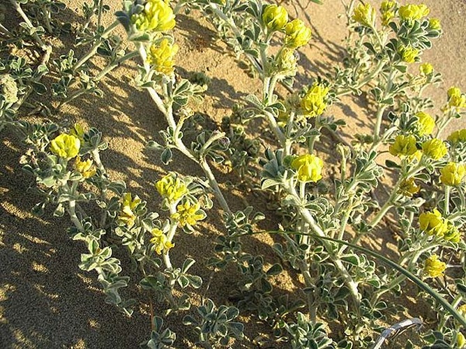 Medicago marina &copy; 
