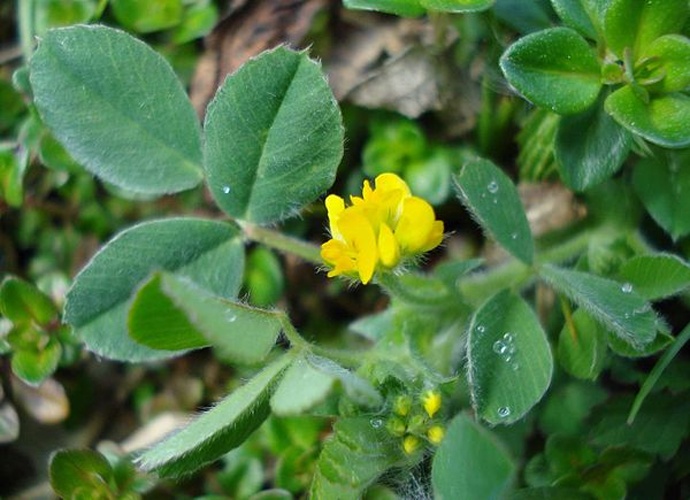 Medicago minima © <a href="//commons.wikimedia.org/wiki/User:Fornax" title="User:Fornax">Fornax</a>