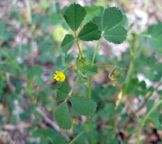 Medicago orbicularis © 