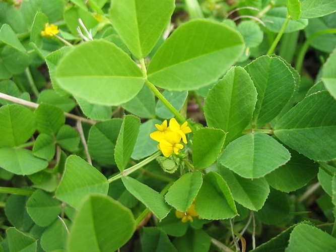 Medicago polymorpha © <a href="//commons.wikimedia.org/wiki/User:Ixitixel" title="User:Ixitixel">Ixitixel</a>