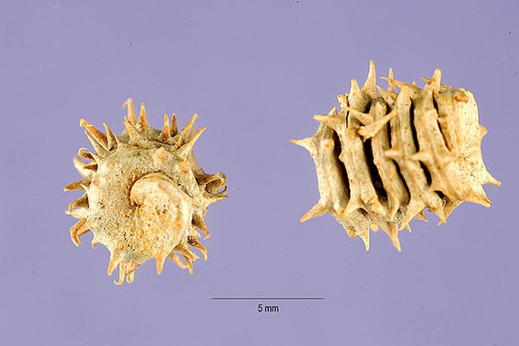 Medicago rigidula © Tracey Slotta @ USDA-NRCS PLANTS Database