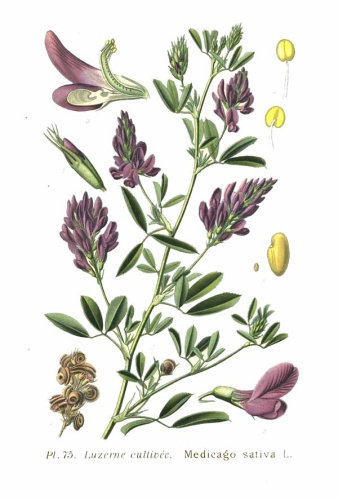 Medicago sativa © <bdi><a href="https://www.wikidata.org/wiki/Q18507759" class="extiw" title="d:Q18507759">Amédée Masclef</a>
</bdi>