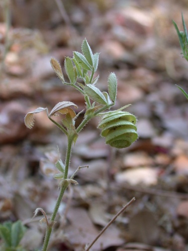 Medicago scutellata © Gideon Pisanty (<a href="//commons.wikimedia.org/wiki/User:Gidip" title="User:Gidip">Gidip</a>) גדעון פיזנטי