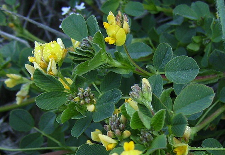 Medicago suffruticosa &copy; <a href="//commons.wikimedia.org/wiki/User:Victor_M._Vicente_Selvas" title="User:Victor M. Vicente Selvas">Victor M. Vicente Selvas</a>