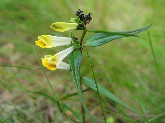 Melampyrum pratense © Kristian Peters -- <a href="//commons.wikimedia.org/wiki/User:Fabelfroh" title="User:Fabelfroh">Fabelfroh</a> 09:39, 3 October 2006 (UTC)