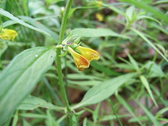 Melampyrum sylvaticum &copy; <a href="//commons.wikimedia.org/wiki/User:Konrad_Lackerbeck" title="User:Konrad Lackerbeck">Konrad Lackerbeck</a>