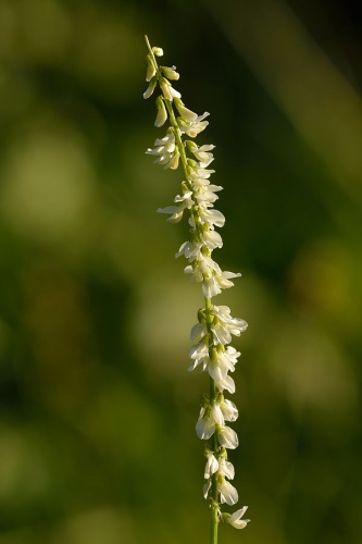 Melilotus albus &copy; <a href="//commons.wikimedia.org/wiki/User:Iifar" title="User:Iifar">Ivar Leidus</a>