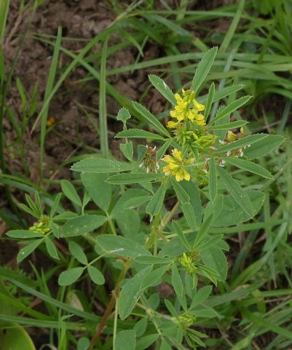 Melilotus messanensis &copy; <a href="//commons.wikimedia.org/wiki/User:Ziegler175" title="User:Ziegler175">Ziegler175</a>