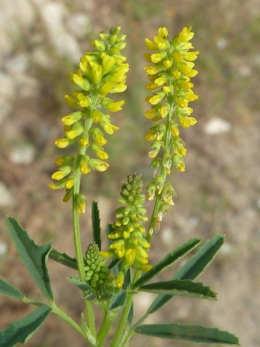 Melilotus sulcatus &copy; <a href="//commons.wikimedia.org/wiki/User:Philmarin" title="User:Philmarin">Philmarin</a>