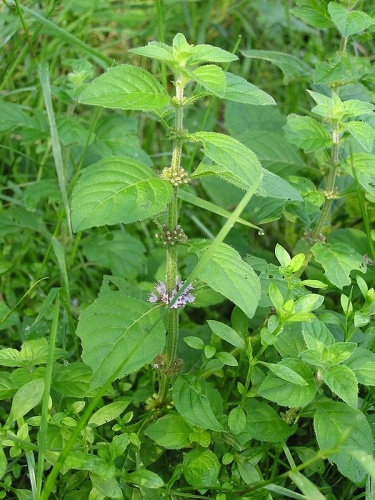 Corn mint &copy; <a href="//commons.wikimedia.org/wiki/User:Mbc" title="User:Mbc">Michael Becker</a>