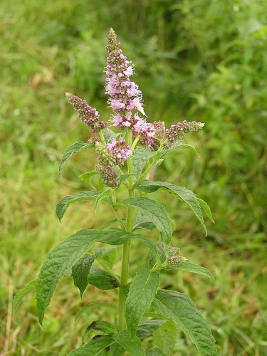 Mentha longifolia &copy; <a href="//commons.wikimedia.org/wiki/User:Mbc" title="User:Mbc">Michael Becker</a>