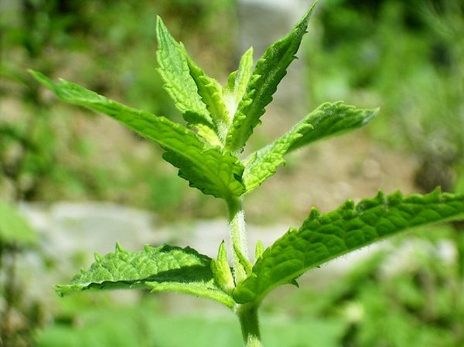 Mentha spicata &copy; Simon Eugster --<a href="//commons.wikimedia.org/wiki/User:LivingShadow" title="User:LivingShadow">Simon</a> 13:07, 2 July 2006 (UTC)