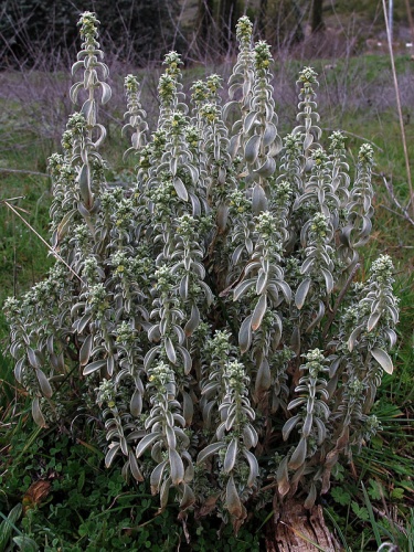 Mercurialis tomentosa &copy; jacinta lluch valero
