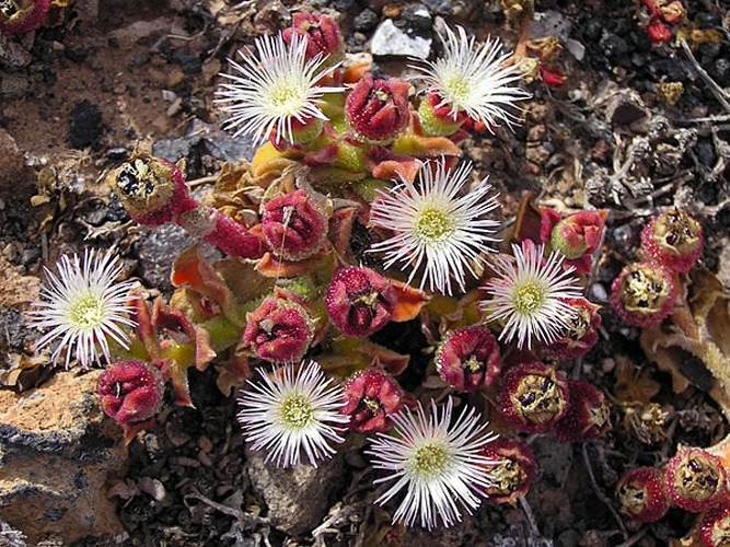 Mesembryanthemum crystallinum © <a href="//commons.wikimedia.org/wiki/User:Yummifruitbat" title="User:Yummifruitbat">Yummifruitbat</a>