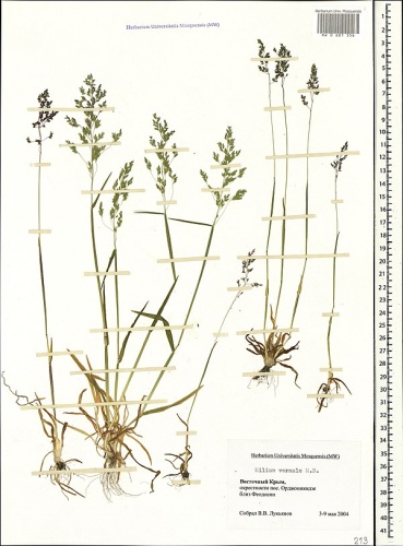 Milium vernale &copy; ELAR corporation (Moscow, Russia)