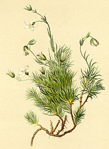 Minuartia recurva © Anton Hartinger