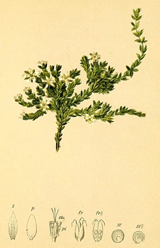 Minuartia rupestris &copy; Anton Hartinger