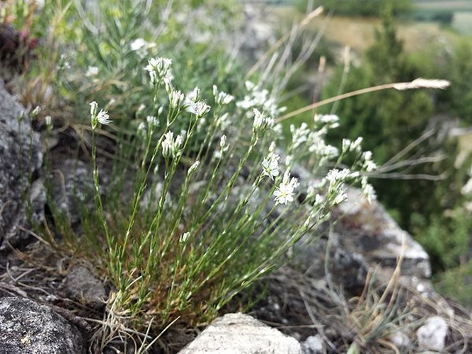 Minuartia setacea © <a href="//commons.wikimedia.org/wiki/User:Stefan.lefnaer" title="User:Stefan.lefnaer">Stefan.lefnaer</a>