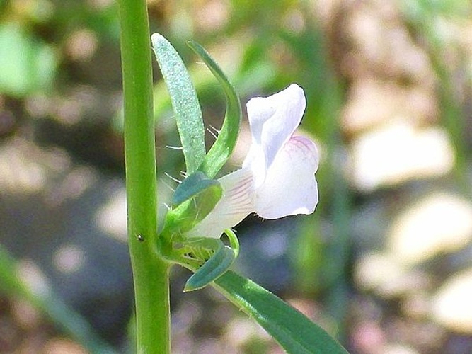Misopates calycinum &copy; <a href="//commons.wikimedia.org/wiki/User:Javier_martin" title="User:Javier martin">Javier martin</a>