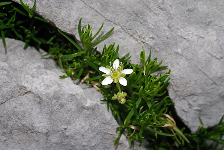 Moehringia ciliata © <a href="//commons.wikimedia.org/wiki/User:Tigerente" title="User:Tigerente">User:Tigerente</a>