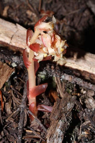 Monotropa hypopitys &copy; <a href="//commons.wikimedia.org/wiki/User:Wsiegmund" title="User:Wsiegmund">Walter Siegmund</a> <a href="//commons.wikimedia.org/wiki/User_talk:Wsiegmund" title="User talk:Wsiegmund">(talk)</a>