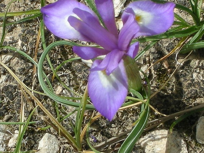 Moraea sisyrinchium © <a href="//commons.wikimedia.org/wiki/User:Yoavd" title="User:Yoavd">Yoavd</a>