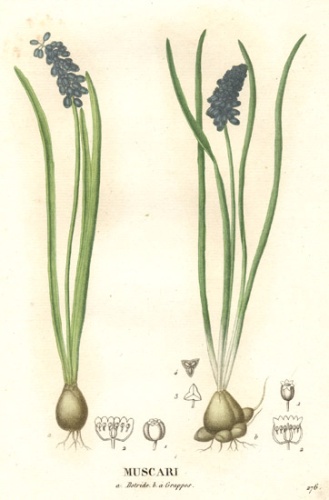 Muscari botryoides &copy; 