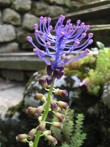 Muscari comosum &copy; 