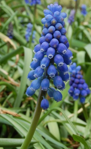 Muscari neglectum &copy; <a href="//commons.wikimedia.org/wiki/User:Daniel78" title="User:Daniel78">Daniel78</a>