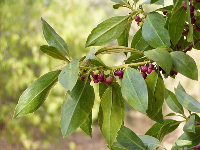Myoporum laetum &copy; <a href="//commons.wikimedia.org/wiki/User:Tintazul" title="User:Tintazul">Júlio Reis</a>