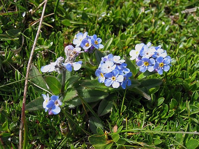 Myosotis alpestris &copy; 