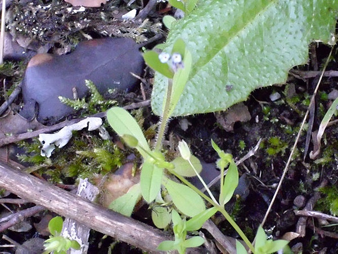 Myosotis debilis © <a href="//commons.wikimedia.org/wiki/User:Javier_martin" title="User:Javier martin">Javier martin</a>