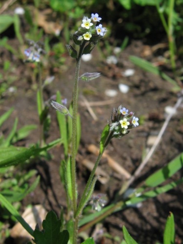 Myosotis discolor © Kristian Peters -- <a href="//commons.wikimedia.org/wiki/User:Fabelfroh" title="User:Fabelfroh">Fabelfroh</a> 15:44, 1 September 2006 (UTC)