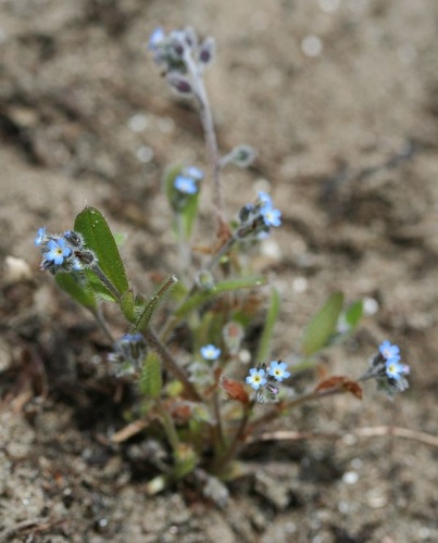 Myosotis ramosissima &copy; No machine-readable author provided. <a href="//commons.wikimedia.org/wiki/User:Svdmolen" title="User:Svdmolen">Svdmolen</a> assumed (based on copyright claims).