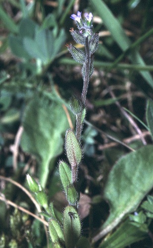 Myosotis stricta © 