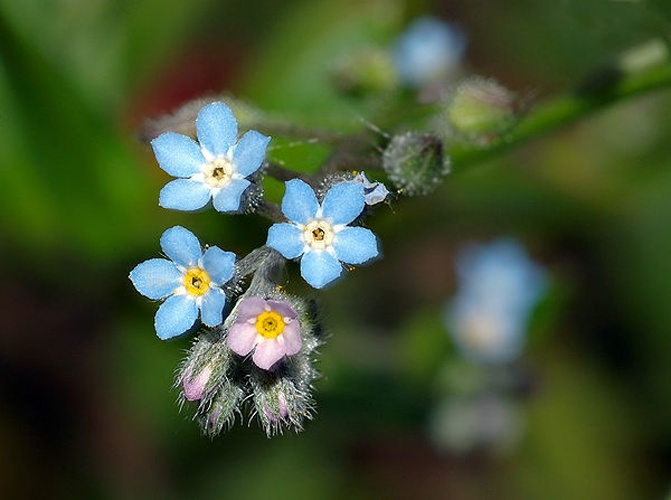 Myosotis sylvatica © <p>André Karwath aka <a href="//commons.wikimedia.org/wiki/User:Aka" title="User:Aka">Aka</a>
</p>
