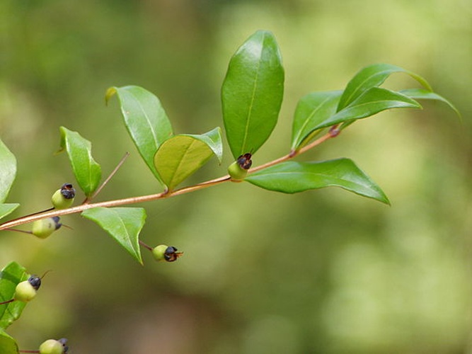 Myrtus communis L. © Júlio Reis (<a href="//commons.wikimedia.org/wiki/User:Tintazul" title="User:Tintazul">User:Tintazul</a>)