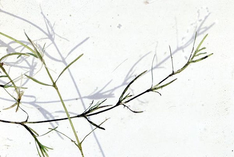 Najas flexilis &copy; Robert H. Mohlenbrock @ USDA-NRCS PLANTS Database / USDA NRCS. 1995. Northeast wetland flora: Field office guide to plant species. Northeast National Technical Center, Chester.