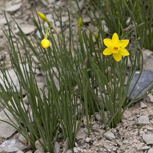 Narcissus Assoanus © <a href="//commons.wikimedia.org/wiki/User:Olei" title="User:Olei">Olei</a>