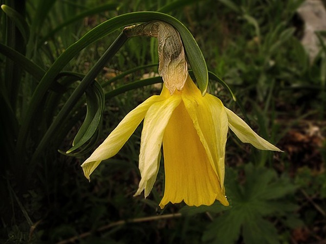 Narcissus bicolor © <a rel="nofollow" class="external text" href="https://www.flickr.com/people/70626035@N00">jacilluch</a>