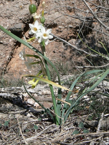 Narcissus dubius © No machine-readable author provided. <a href="//commons.wikimedia.org/wiki/User:CavallBernat" title="User:CavallBernat">CavallBernat</a> assumed (based on copyright claims).