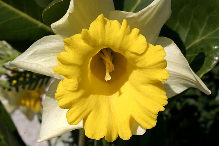 Narcissus pseudonarcissus © <a href="//commons.wikimedia.org/wiki/User:Nino_Barbieri" title="User:Nino Barbieri">User:Nino Barbieri</a>