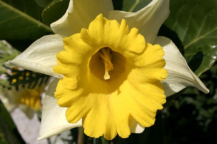 Narcissus pseudonarcissus &copy; <a href="//commons.wikimedia.org/wiki/User:Nino_Barbieri" title="User:Nino Barbieri">User:Nino Barbieri</a>