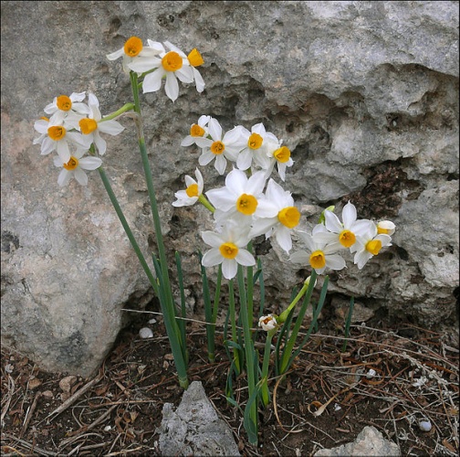 Narcissus tazetta © <a rel="nofollow" class="external text" href="https://www.flickr.com/people/zachievenor">Zachi Evenor</a>